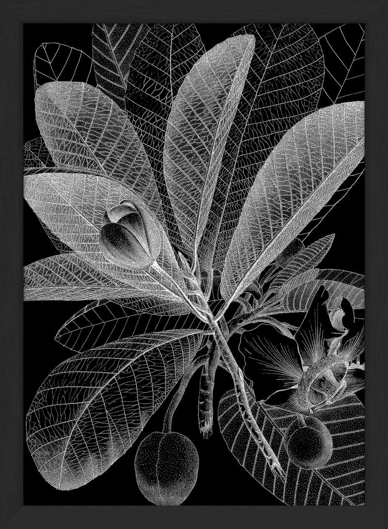 Botanical Study I. Mini Print