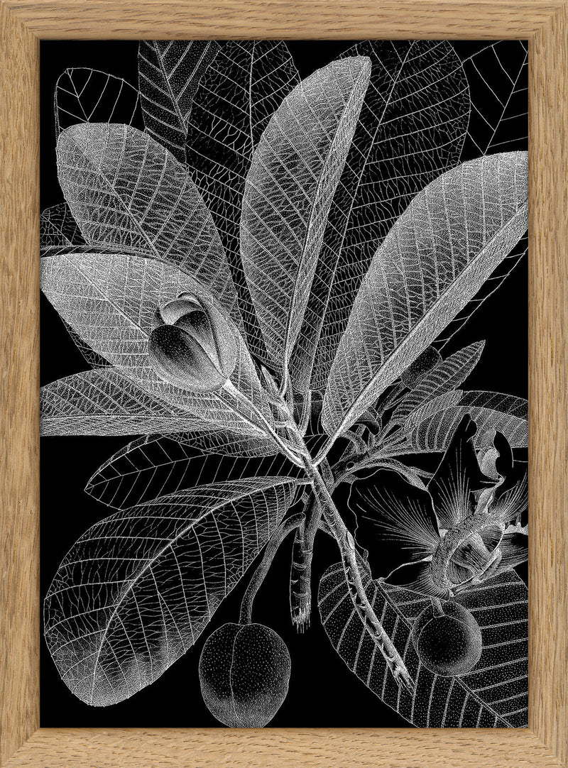 Botanical Study I. Mini Print