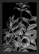 Botanical Study IV. Mini Print