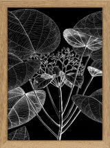 Botanical Study VI. Mini Print