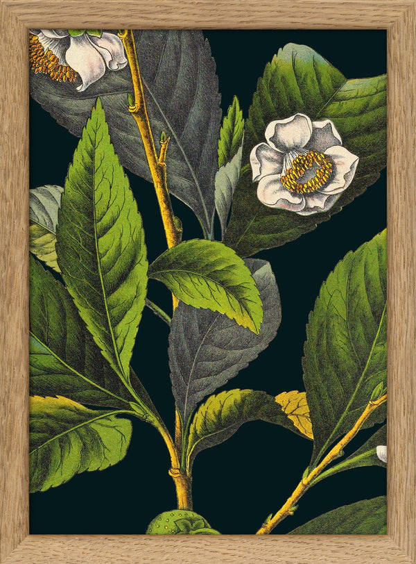 Florium Noir Tea Close Up. Mini Print