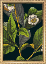 Florium Noir Tea Close Up. Mini Print