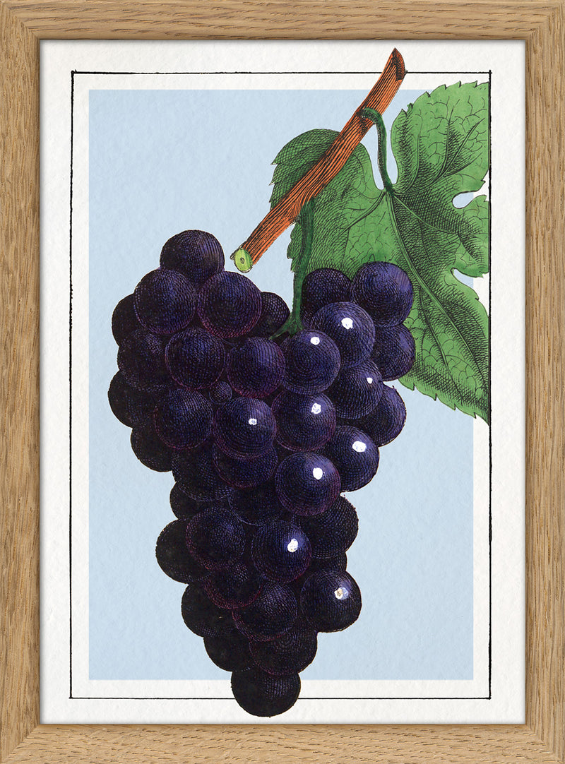 Grape. Mini Print