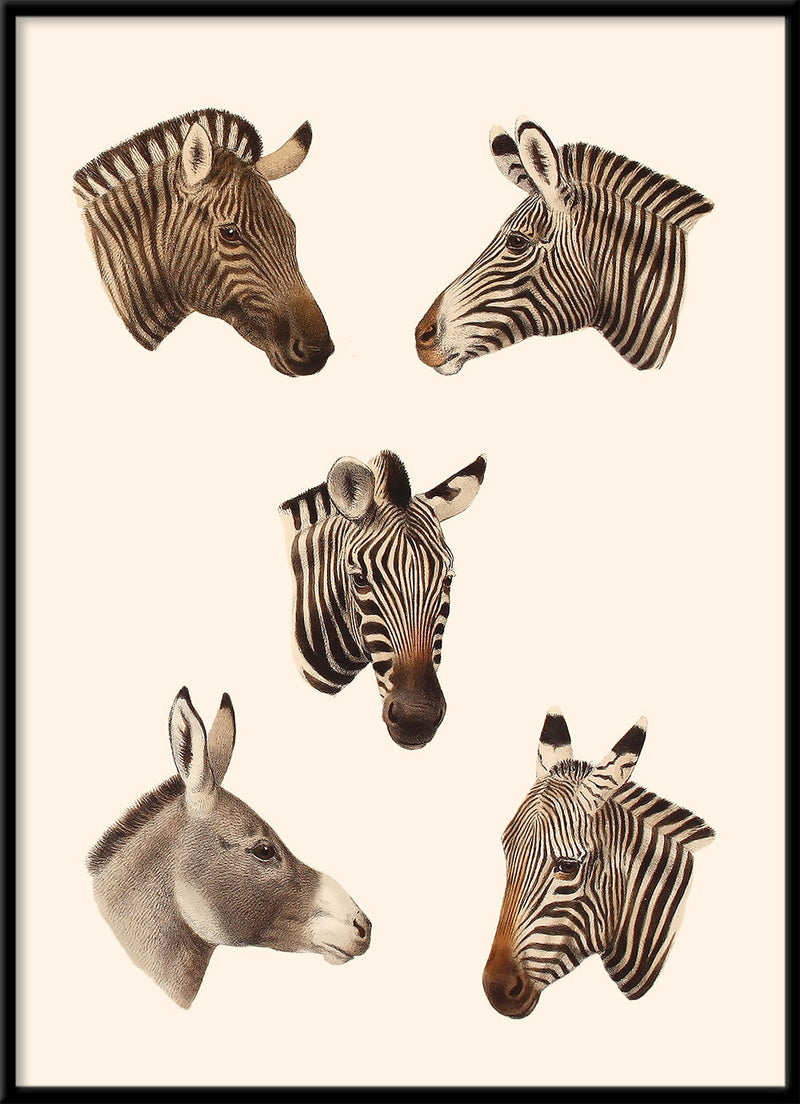 Quaggas & Zebras. Mini Print