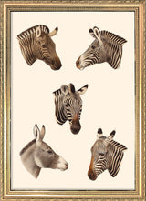 Quaggas & Zebras. Mini Print