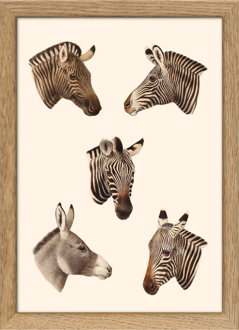 Quaggas & Zebras. Mini Print