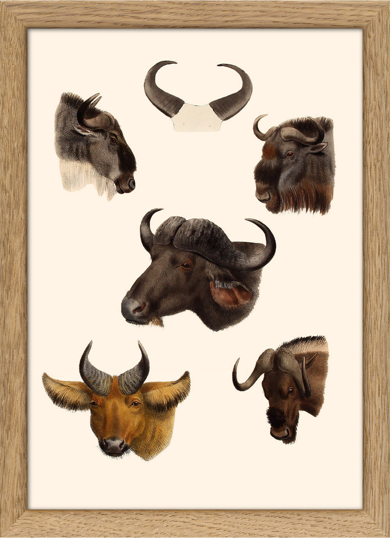 Buffalos & Gnus. Mini Print