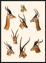 Antelopes & Gazelles. Mini Print