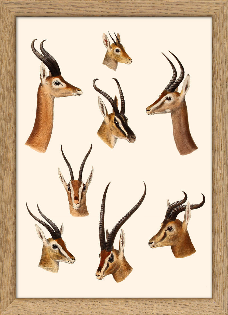 Antelopes & Gazelles. Mini Print