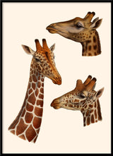 Giraffes. Mini Print