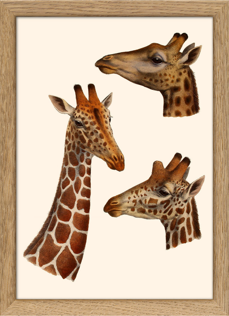 Giraffes. Mini Print