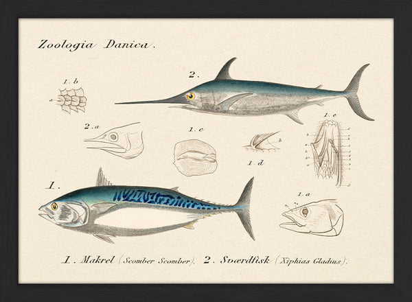 Zoologia Danica Makrel (Scomber Scomber) & Sværdfisk (Xiphias Gladius). Mini Print