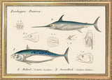 Zoologia Danica Makrel (Scomber Scomber) & Sværdfisk (Xiphias Gladius). Mini Print