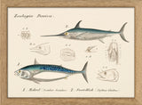 Zoologia Danica Makrel (Scomber Scomber) & Sværdfisk (Xiphias Gladius). Mini Print