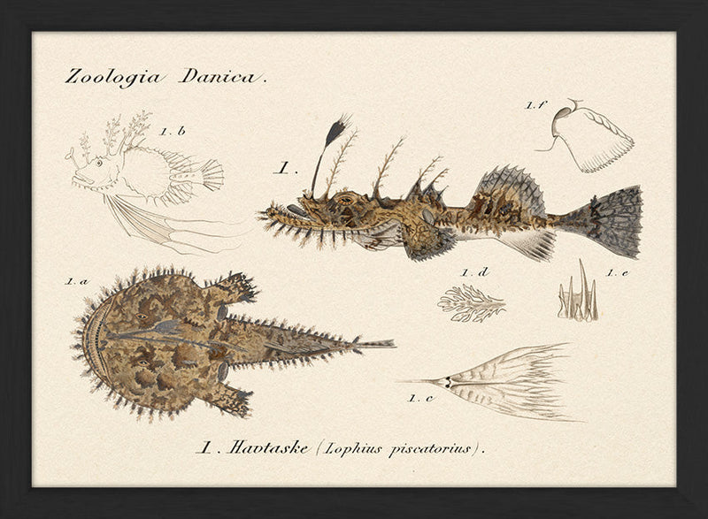 Zoologia Danica Havtaske (Lophius Piscatorius). Mini Print