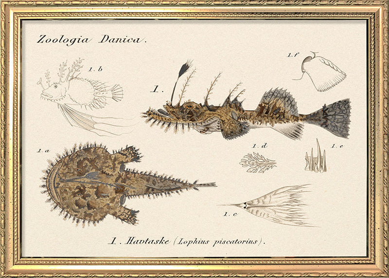 Zoologia Danica Havtaske (Lophius Piscatorius). Mini Print