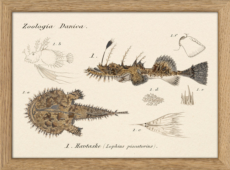 Zoologia Danica Havtaske (Lophius Piscatorius). Mini Print
