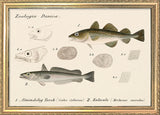 Zoologia Danica Almindelig Torsk (Gadus Callarias) & Kulmule (Merlucius Smiridus). Mini Print