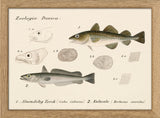 Zoologia Danica Almindelig Torsk (Gadus Callarias) & Kulmule (Merlucius Smiridus). Mini Print