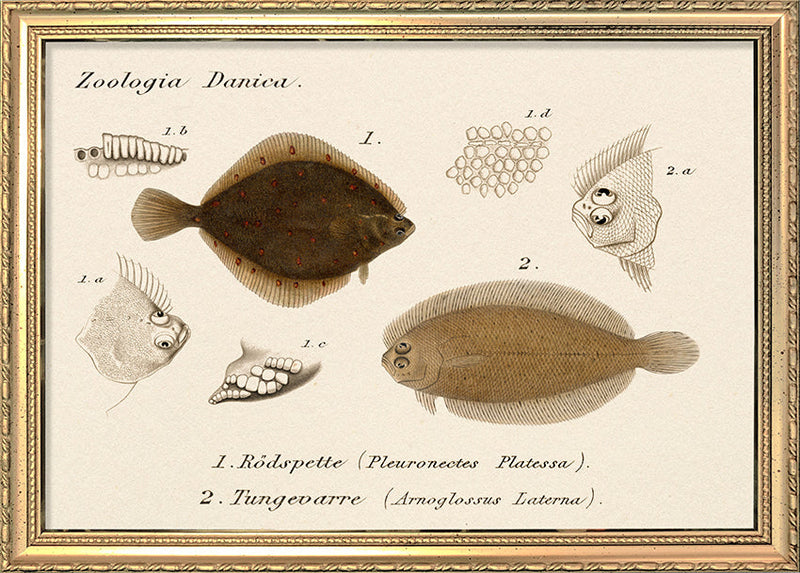 Zoologia Danica Rödspette Pleronectes) & Tungevarre (Arnoglossus Laterna). Mini Print