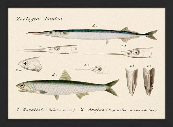 Zoologia Danica Hornfisk (Belone Acus) & Ansjos (Engraulis Encrasicholus). Mini Print