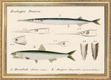Zoologia Danica Hornfisk (Belone Acus) & Ansjos (Engraulis Encrasicholus). Mini Print