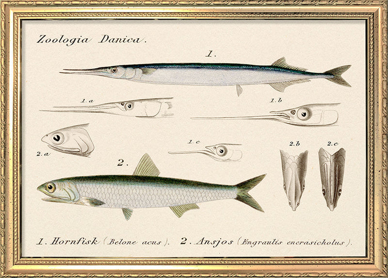 Zoologia Danica Hornfisk (Belone Acus) & Ansjos (Engraulis Encrasicholus). Mini Print