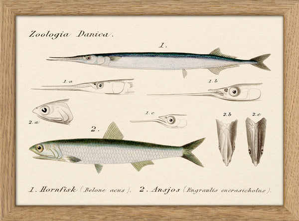 Zoologia Danica Hornfisk (Belone Acus) & Ansjos (Engraulis Encrasicholus). Mini Print