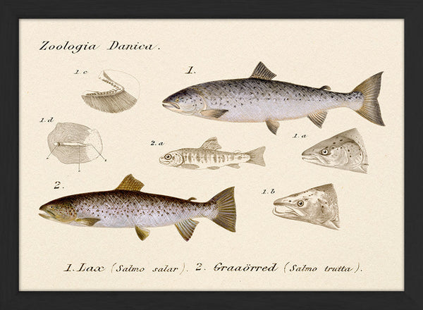 Zoologia Danica Lax (Salmo Salar) & Graaörred (Salmo Trutta). Mini Print