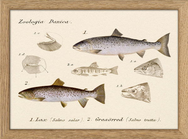 Zoologia Danica Lax (Salmo Salar) & Graaörred (Salmo Trutta). Mini Print