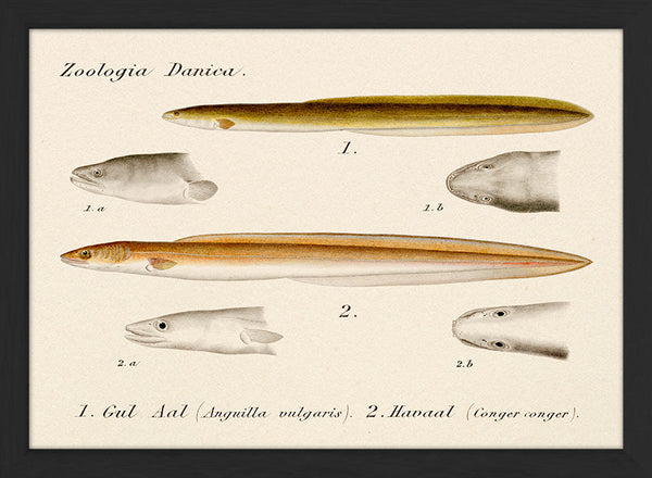 Zoologia Danica Gul Aal (Anguilla Vulgaris) & Havaal (Conger Conger). Mini Print