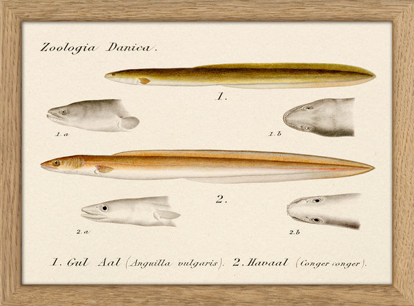 Zoologia Danica Gul Aal (Anguilla Vulgaris) & Havaal (Conger Conger). Mini Print