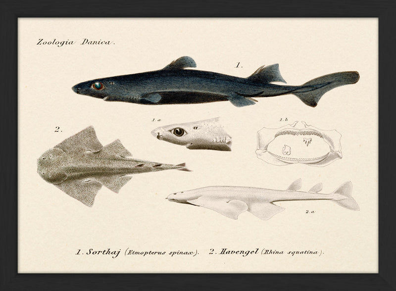 Zoologia Danica Sorthaj (Etmopterus Spinax) & Havengel (Rhina Squatina). Mini Print