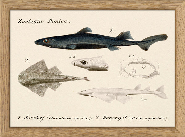 Zoologia Danica Sorthaj (Etmopterus Spinax) & Havengel (Rhina Squatina). Mini Print