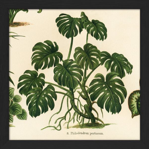 Philodendron Pertusum. Mini Print