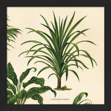 Dracaena Nutans. Mini Print