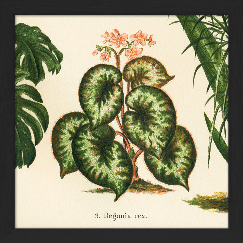 Begonia Rex. Mini Print
