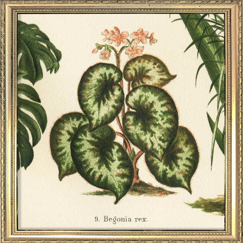 Begonia Rex. Mini Print