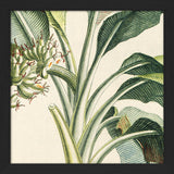 Musa Candice Maculato Close Up. Mini Print