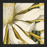 Cerevs Altiffimus Gracilior Close Up. Mini Print