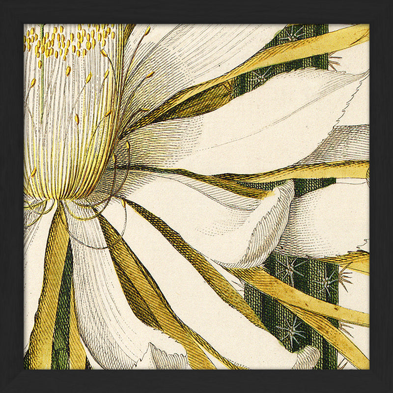 Cerevs Altiffimus Gracilior Close Up. Mini Print