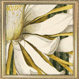 Cerevs Altiffimus Gracilior Close Up. Mini Print