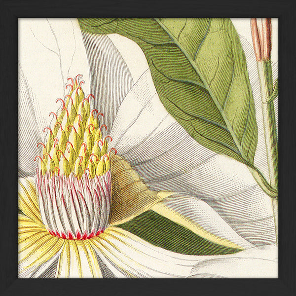 Magnolia Close Up. Mini Print