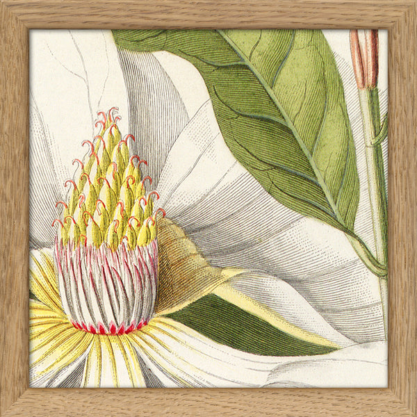 Magnolia Close Up. Mini Print