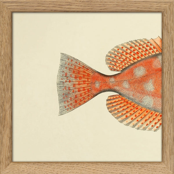 Blotched Bigeye (Priacanthus Carolinus) Tail. Mini Print