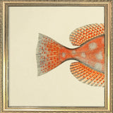 Blotched Bigeye (Priacanthus Carolinus) Tail. Mini Print