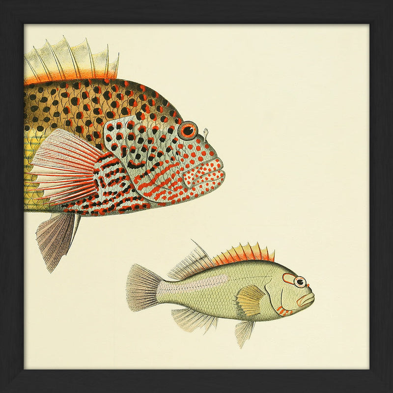 Hawkfish (Cirrhistes Forsteri) Head and (Cirrhites Arcatus). Mini Print