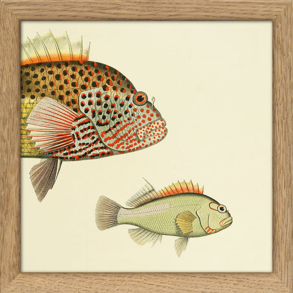 Hawkfish (Cirrhistes Forsteri) Head and (Cirrhites Arcatus). Mini Print