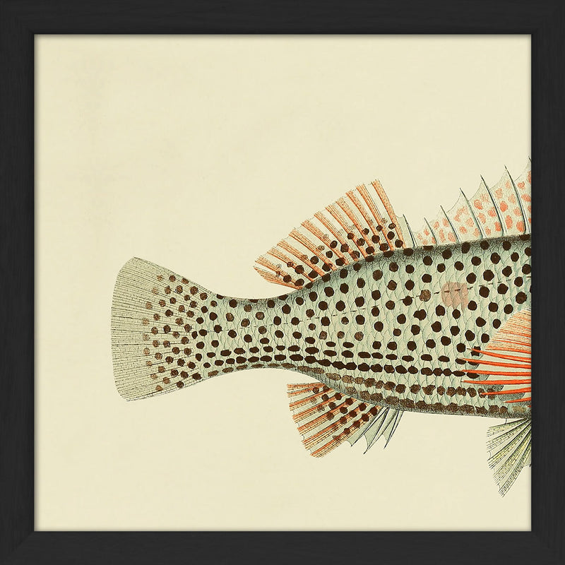 Hawkfish (Cirrhites Polytictus) Tail. Mini Print