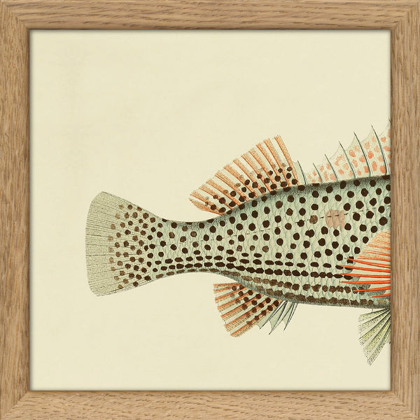 Hawkfish (Cirrhites Polytictus) Tail. Mini Print